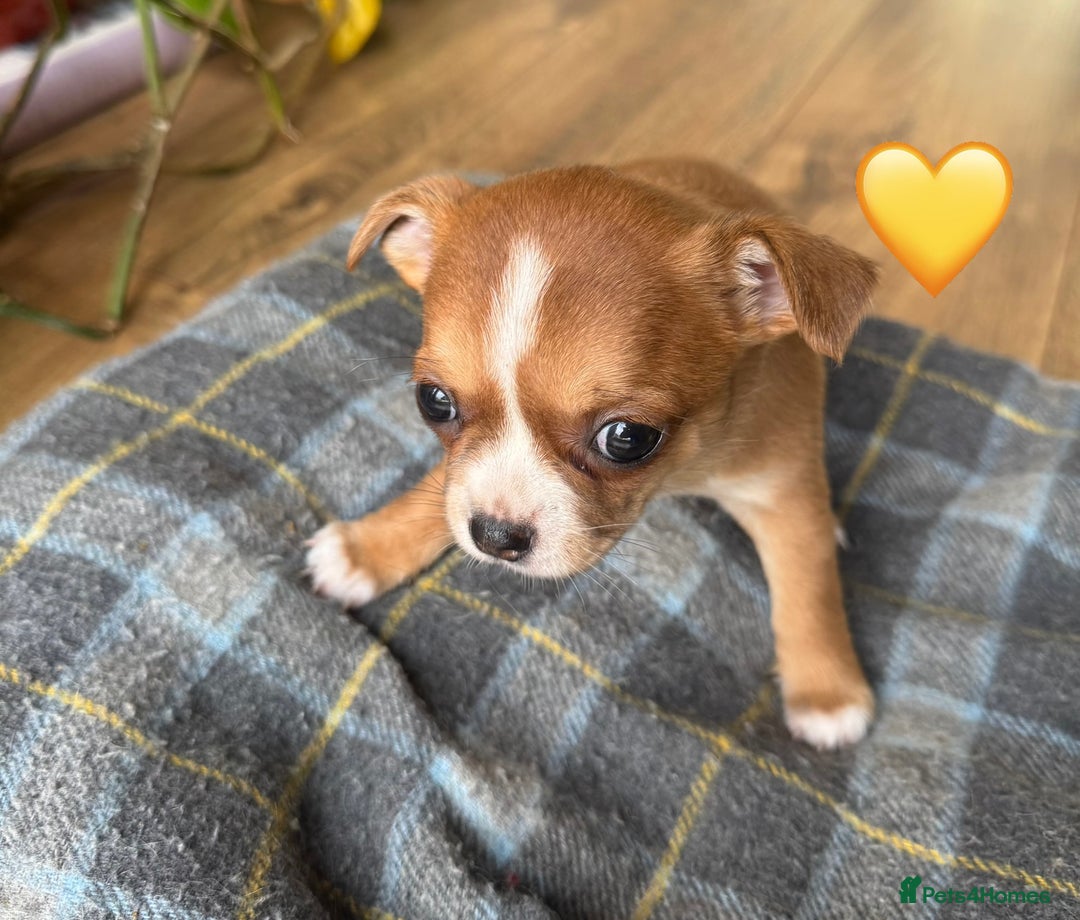 Chihuahua dogs for sale: Gorgeous Chihuahua Pups-only yellow girl left🐶💛 - Image 10