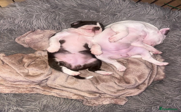 Boston Terrier dogs - Advert 1