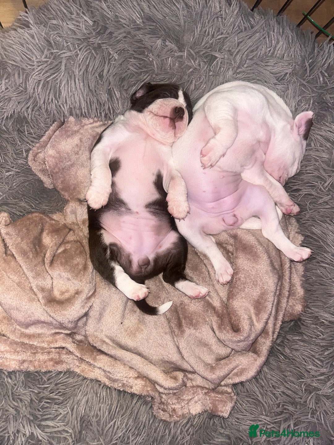 Boston Terrier dogs for sale: 🎃👻 TWO BOO-TIFUL BOO-STON BABIES 👻🎃 - Image 1