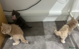 Ragdoll cats for sale: Persian x Ragdoll kittens - Image 20
