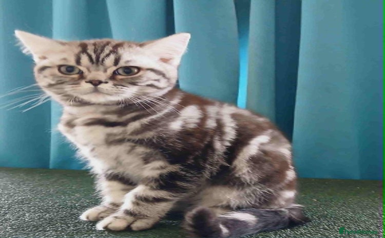 British Shorthair cats - Advert 10