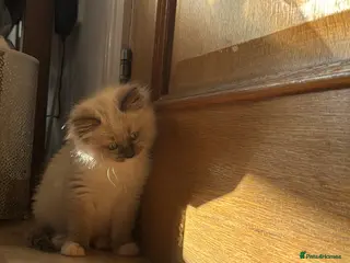 Ragdoll cats Mum, dad and kitten for sale - Advert 13