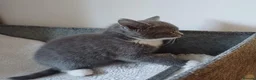 Mixed Breed cats for sale: Beautiful kittens😍😍😍😍😍 - Advert 23