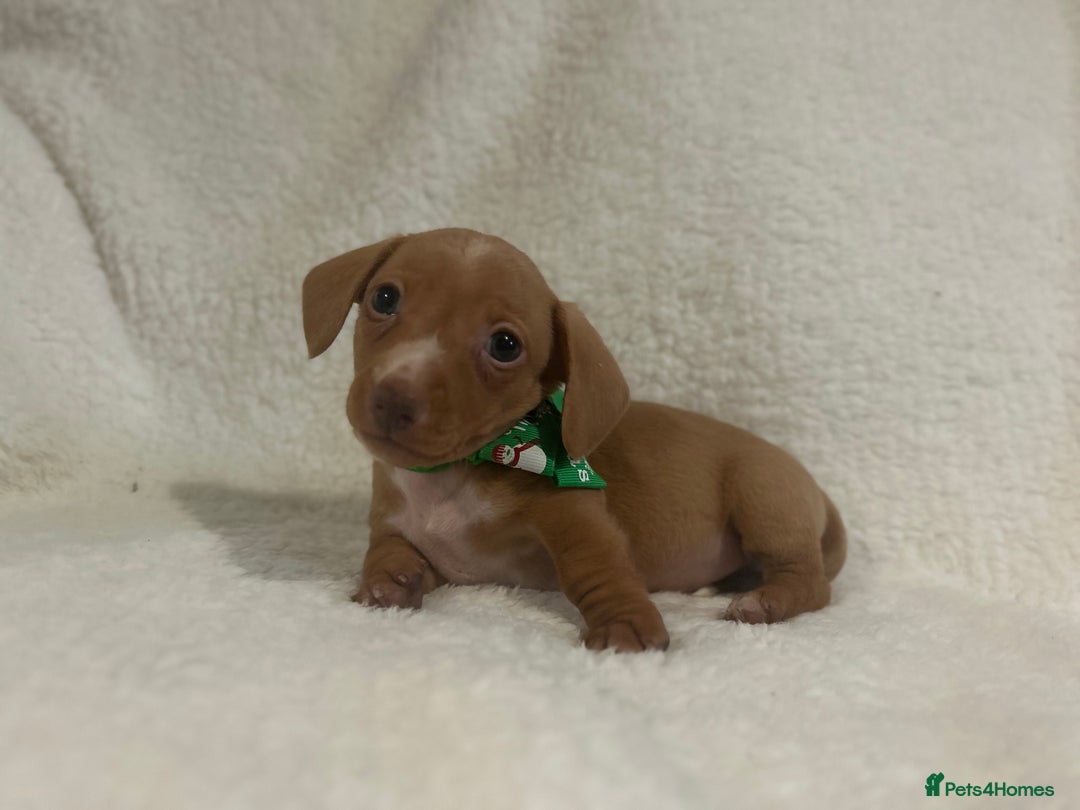 Miniature Dachshund dogs for sale: 1 boy left Ready to leave  - Advert 9