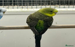 Budgerigars birds for sale: Budgerigars for sale mixed ages mixed genders - Image 5