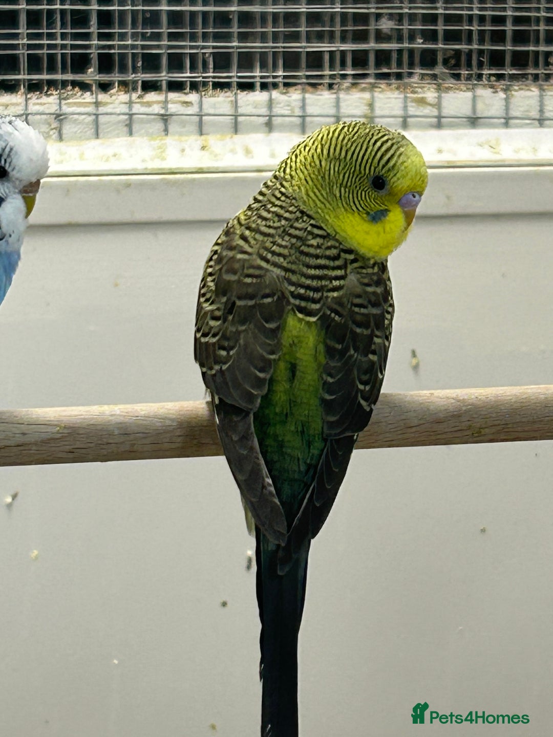 Budgerigars birds for sale: Budgerigars for sale mixed ages mixed genders - Image 5