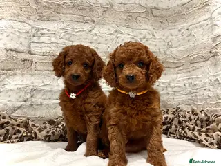 Cockapoo dogs 🌟Red F1BB Hypoallergenic DNA✅ Mini Show Cockapoos - Advert 3