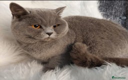 British Shorthair cats for sale: GCCF health tested Blue girl  - Image 1