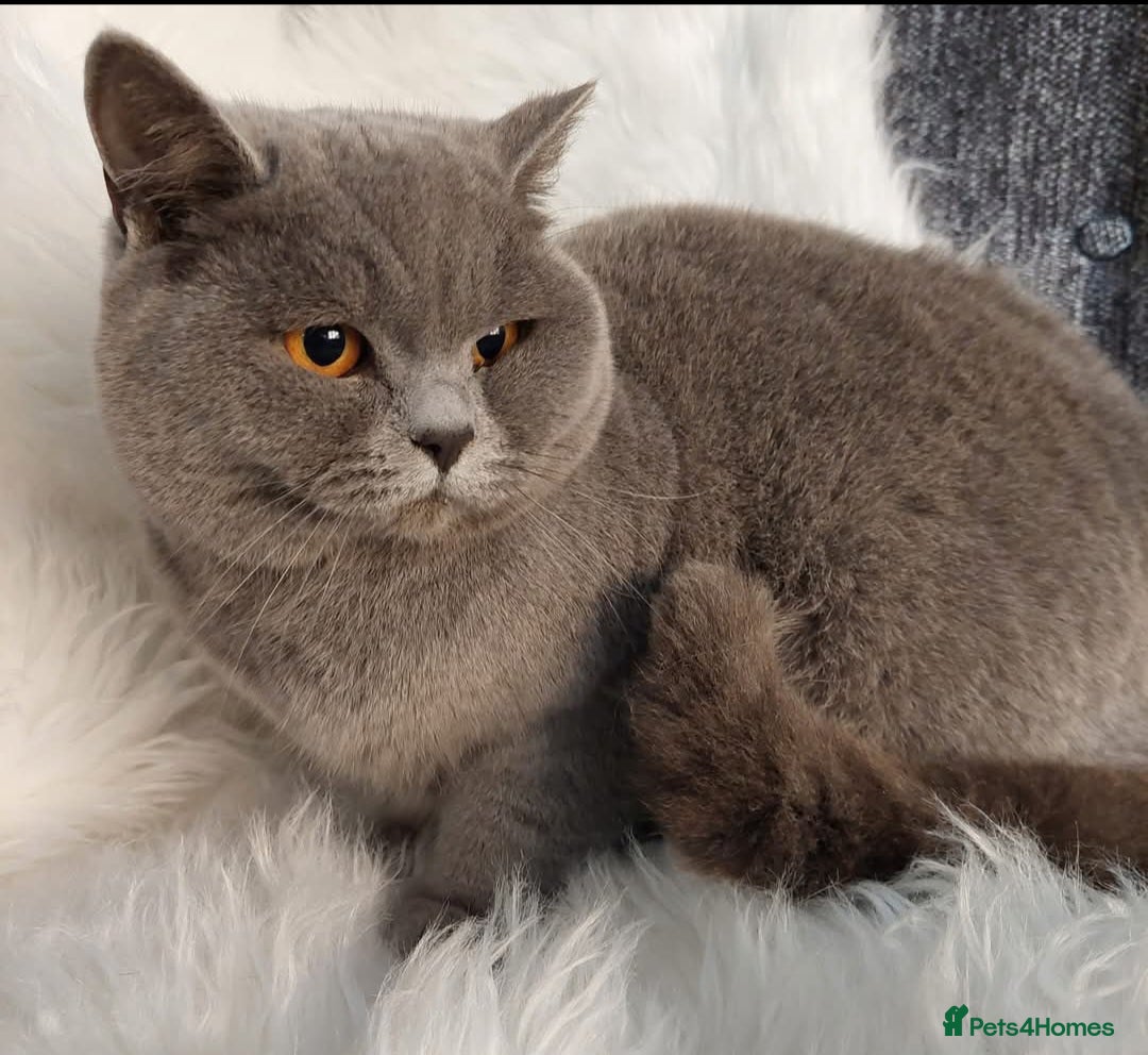 British Shorthair cats for sale: GCCF health tested Blue girl  - Image 1