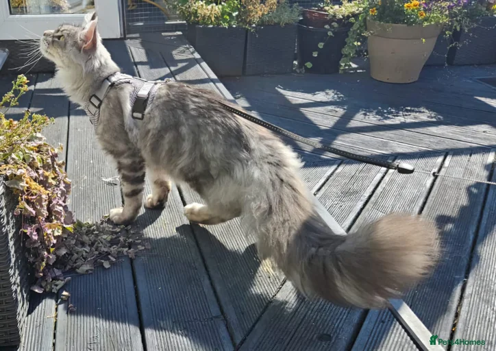 Gallery Image {{count}}