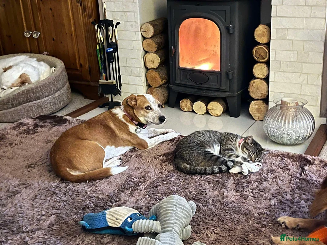 Mixed Breed dogs for adoption: Tessa - Poringland Norfolk  in Norwich - Advert 9