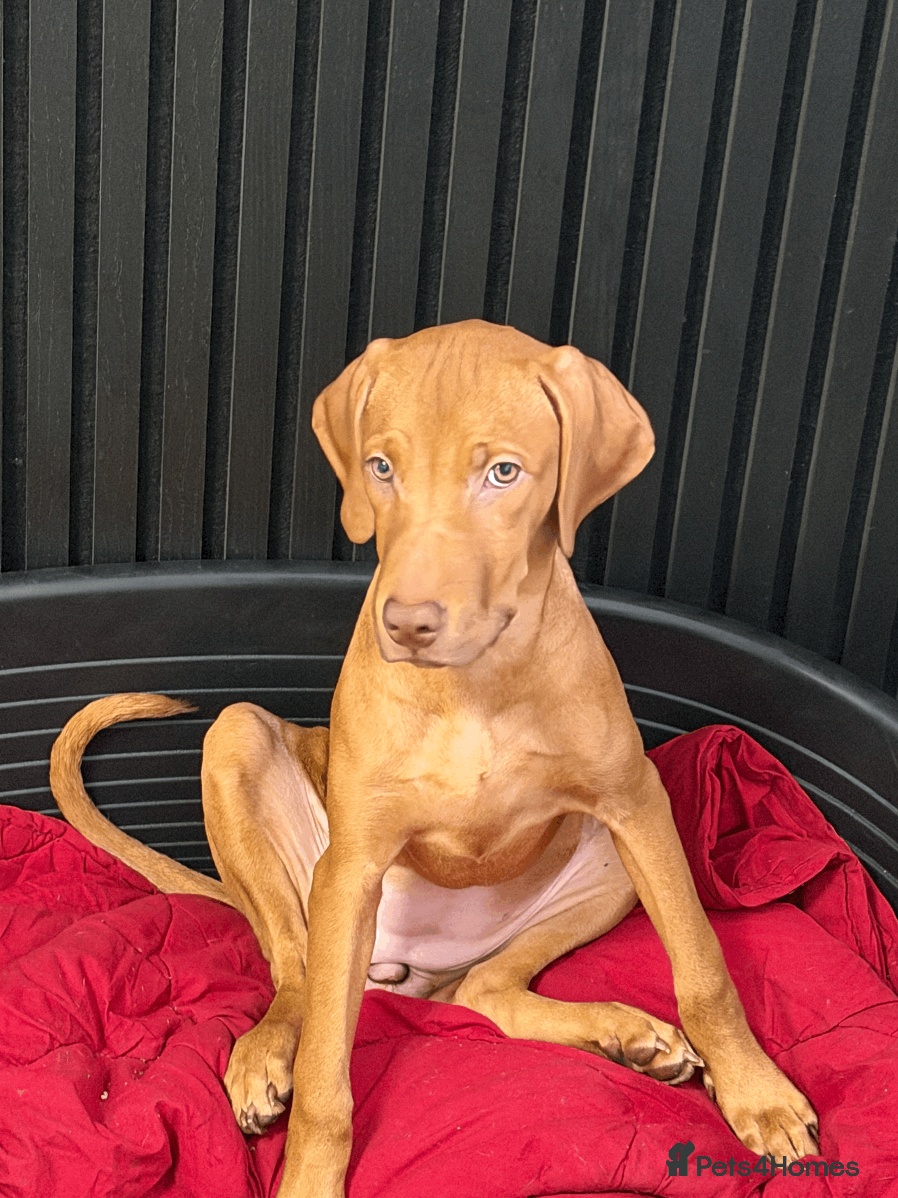 Mixed Breed dogs Cute puppy Pinky - Advert 2