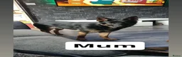 German Shepherd dogs for sale: German Shepard puppies (full breed) - Advert 8