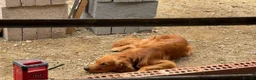 Golden Retriever dogs for stud: Red GOLDEN retriever working - Advert 4