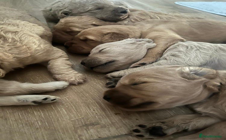 Mixed Breed dogs - Advert 2