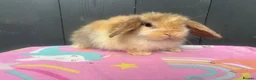 Mini Lop rabbits for sale: Pure bred pedigreed baby mini lops  - Advert 33