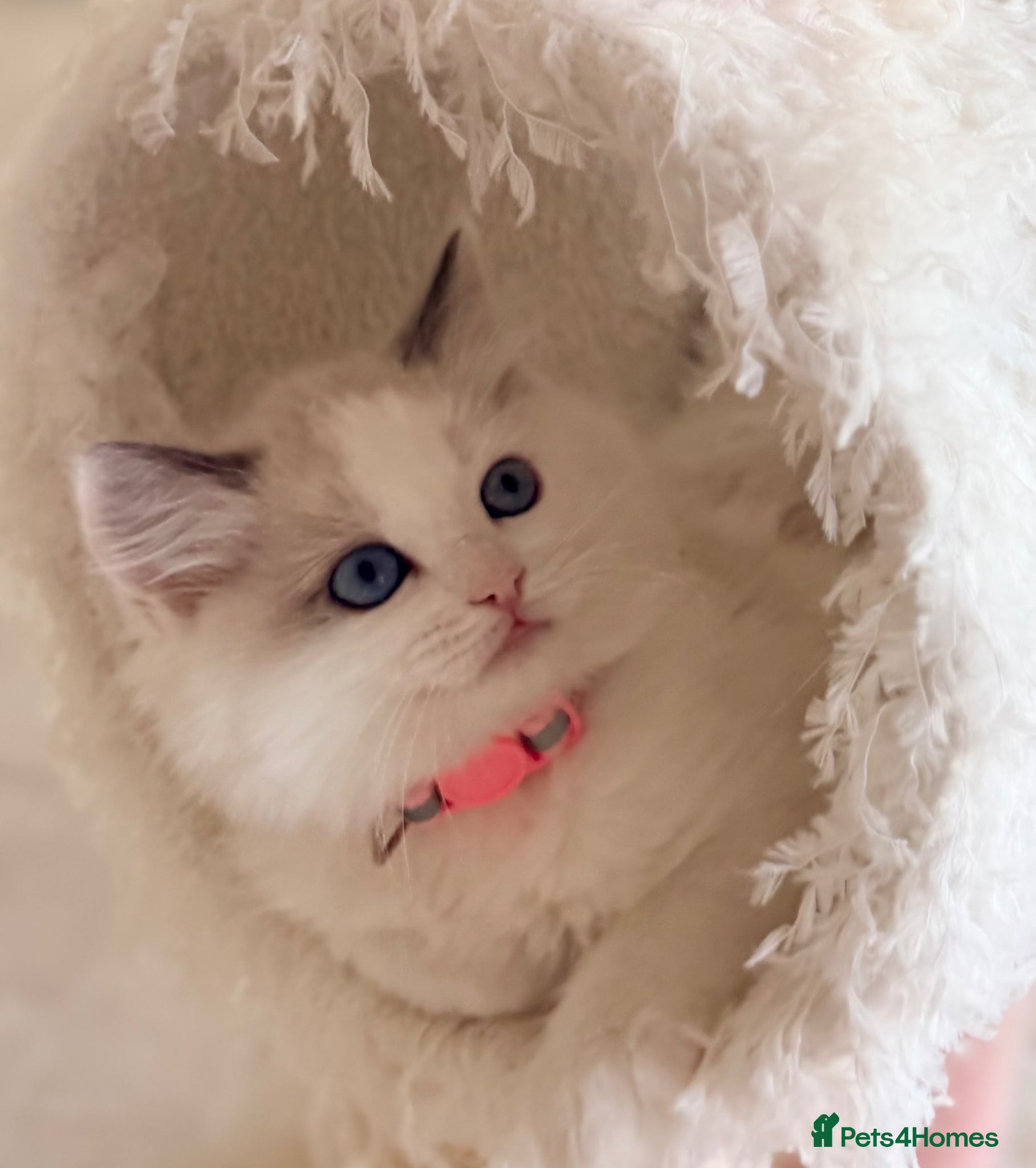 Ragdoll cats Beautiful fluffy TICA Ragdoll babies from champion - Advert 6
