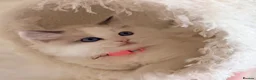 Ragdoll cats for sale: Beautiful fluffy TICA Ragdoll babies from champion - Advert 3