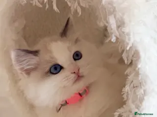 Ragdoll cats Beautiful fluffy TICA Ragdoll babies from champion - Advert 6