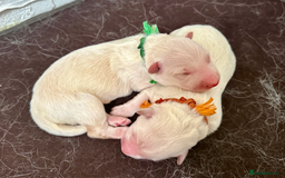 German Shepherd dogs for sale: Beautiful KC Registered White German Shepherd - Image 8