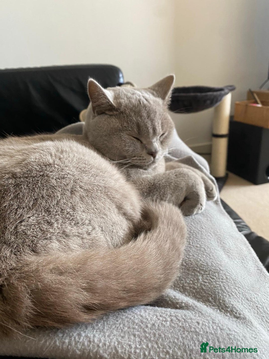 British Shorthair cats for sale: ⭐ Beautiful British Shorthair Hazel, 3.5 Years Old - Advert 9