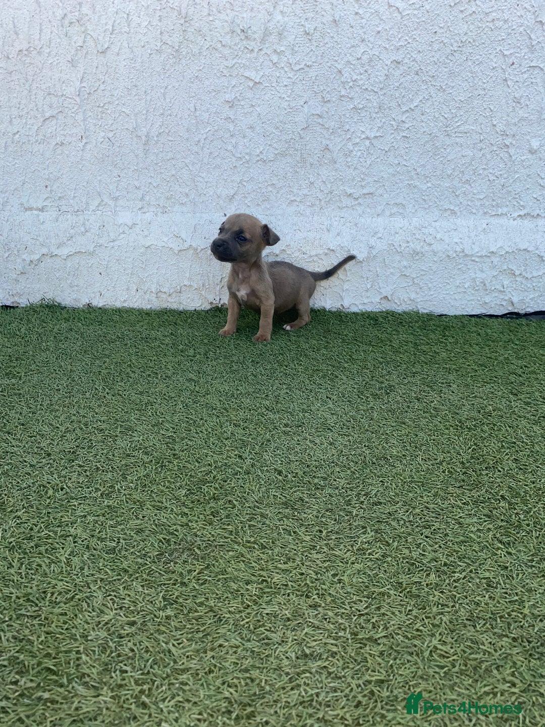 Jack Russell dogs for sale: Rose meadow jacks  - Image 5