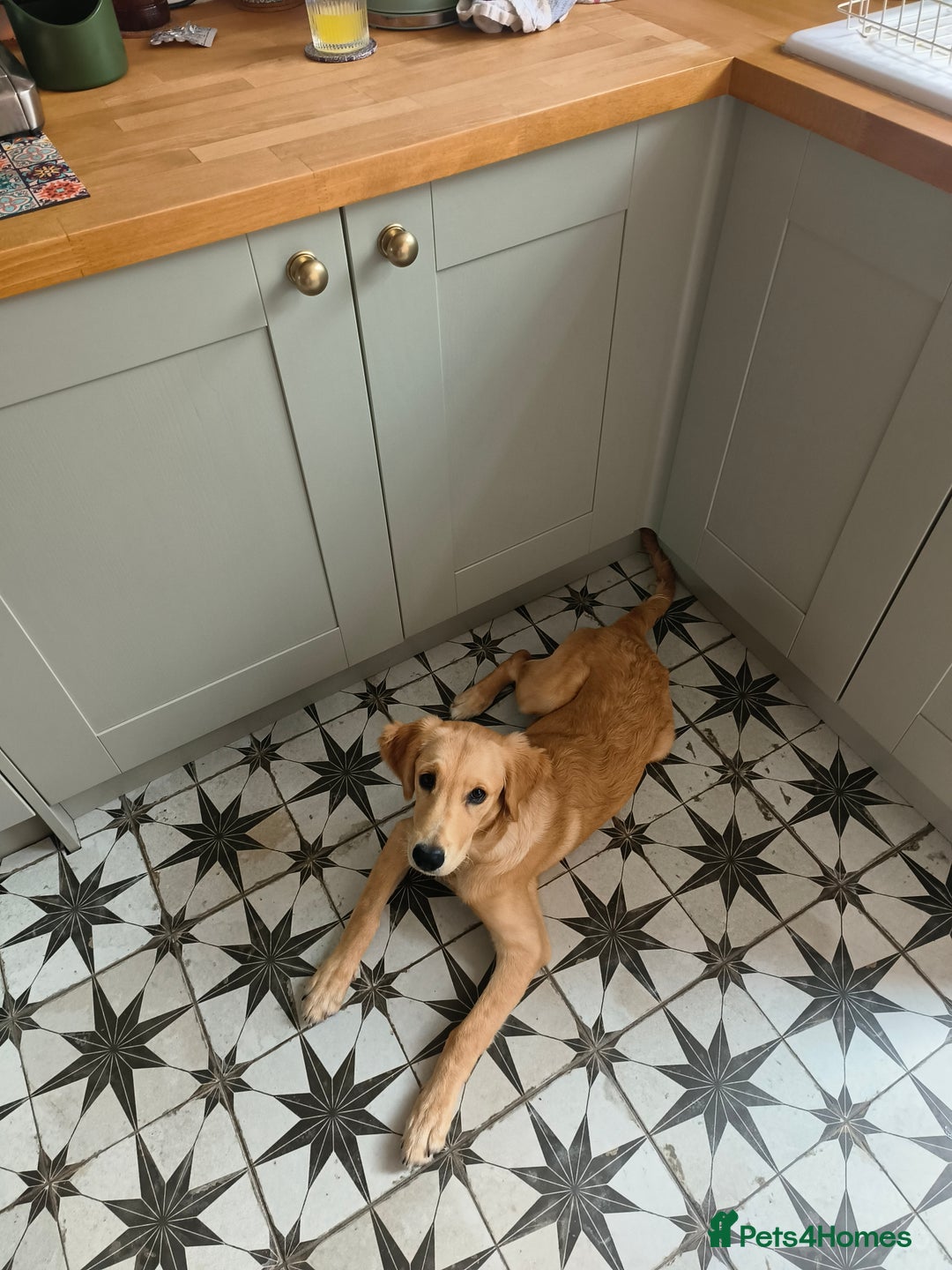 Golden Retriever dogs for sale: 6 month old golden retriever  - Image 14