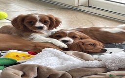 Cavalier King Charles Spaniel dogs for sale: Stunning girls and boys - Image 1