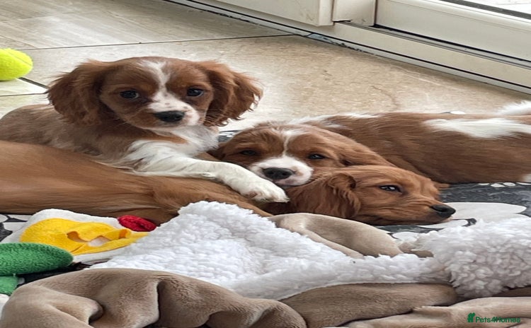 Cavalier King Charles Spaniel dogs - Advert 6