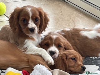 Cavalier King Charles Spaniel dogs - Advert 5