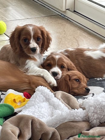 Cavalier King Charles Spaniel dogs - Advert 3