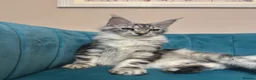 Maine Coon cats for sale: TICA Pedigree Registered Maine Coon Kittens - Advert 31