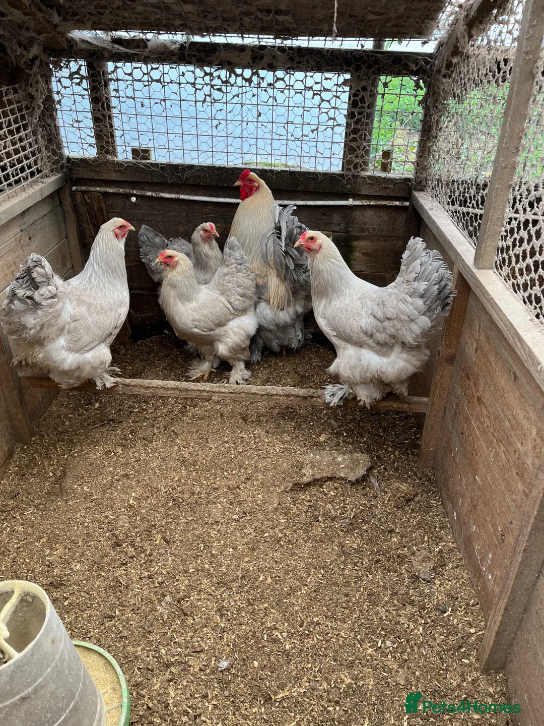 Chickens poultry for sale: Isabella Brama Hatching Eggs  - Advert 2