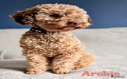 Toy Poodle dogs for stud: Proven Chocolate Sable Toy Poodle Stud in Mexborough - Image 1