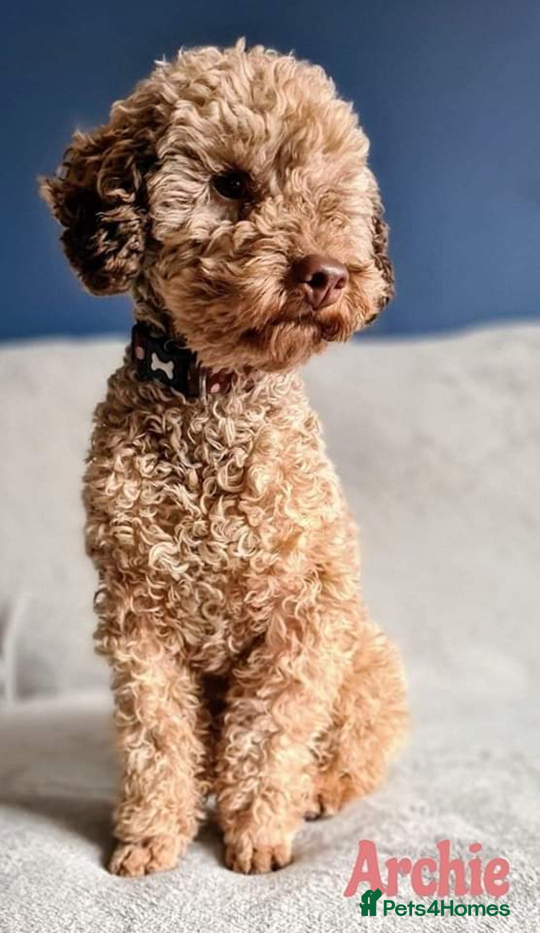 Toy Poodle dogs for stud: Proven Chocolate Sable Toy Poodle Stud in Mexborough - Image 1