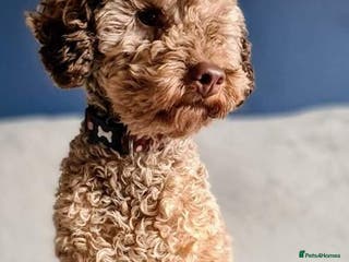 Toy Poodle dogs Proven Chocolate Sable Toy Poodle Stud in Mexborough - Advert 14