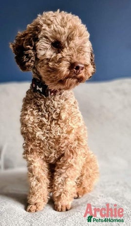 Toy Poodle dogs for stud in Mexborough - Advert 1