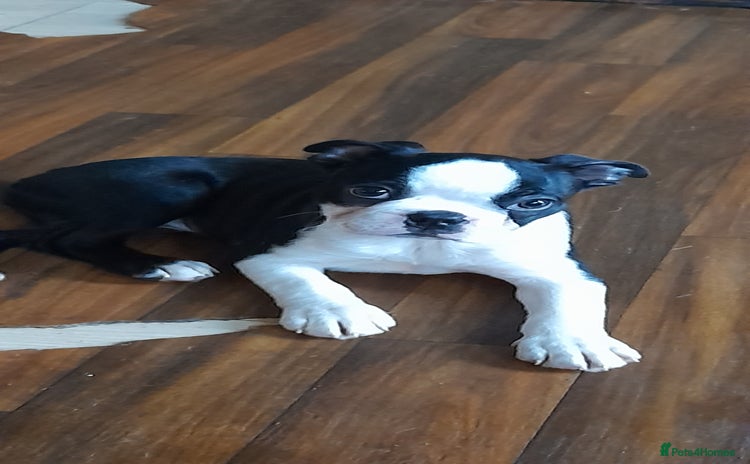 Boston Terrier dogs - Advert 2