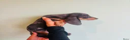 Miniature Dachshund dogs for sale: Miniature dachaunds READY NOW - Advert 7