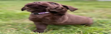 Choc female 1