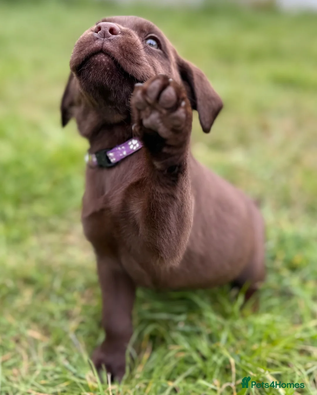 Labrador Retriever dogs for sale: New Arrivals at Westfena 🐾 Labradors  - Advert 1