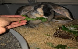 Dutch rabbits for sale: Crossbreed Rabbit  - Image 4