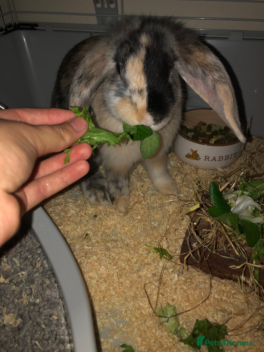 Dutch rabbits for sale: Crossbreed Rabbit  - Image 4
