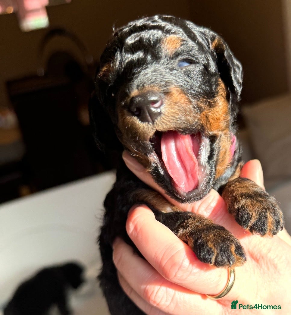 Toy Poodle dogs Kc Registered Toy Poodle Puppies - Advert 9