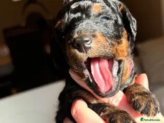 Toy Poodle dogs Kc Registered Toy Poodle Puppies - Advert 9