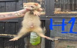 Ferret rodents for sale: Ferret Kits - Image 4