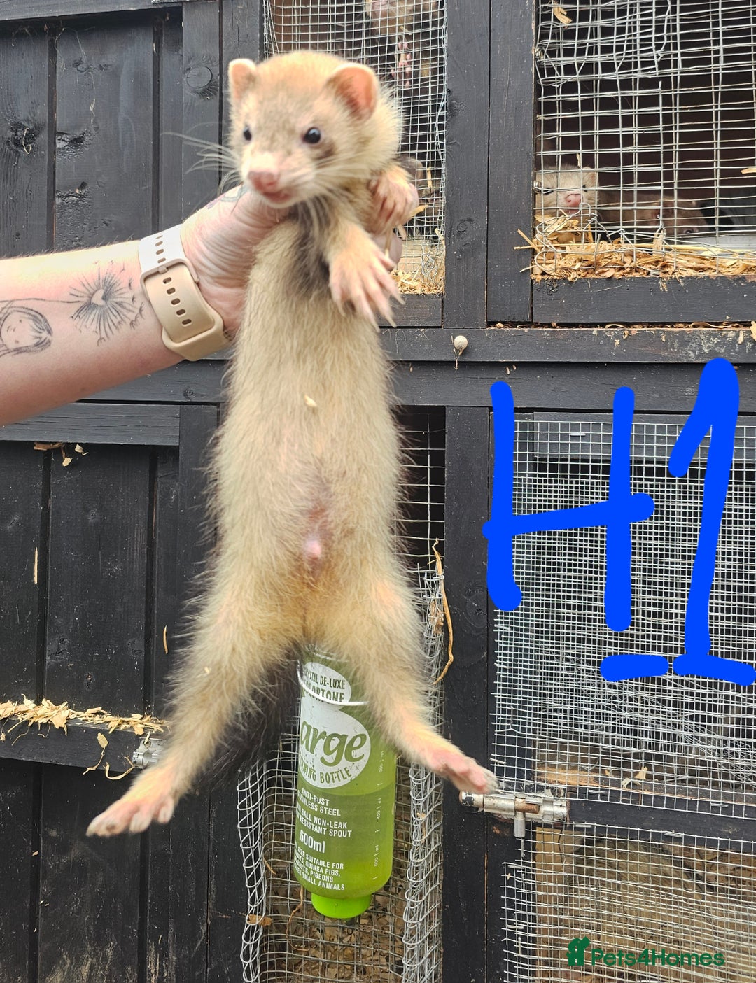 Ferret rodents for sale: Ferret Kits - Image 4