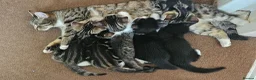 Mixed Breed cats for sale: Beautiful Kittens - 2 Boys & 1 Girl - Ready Now!!! - Advert 1