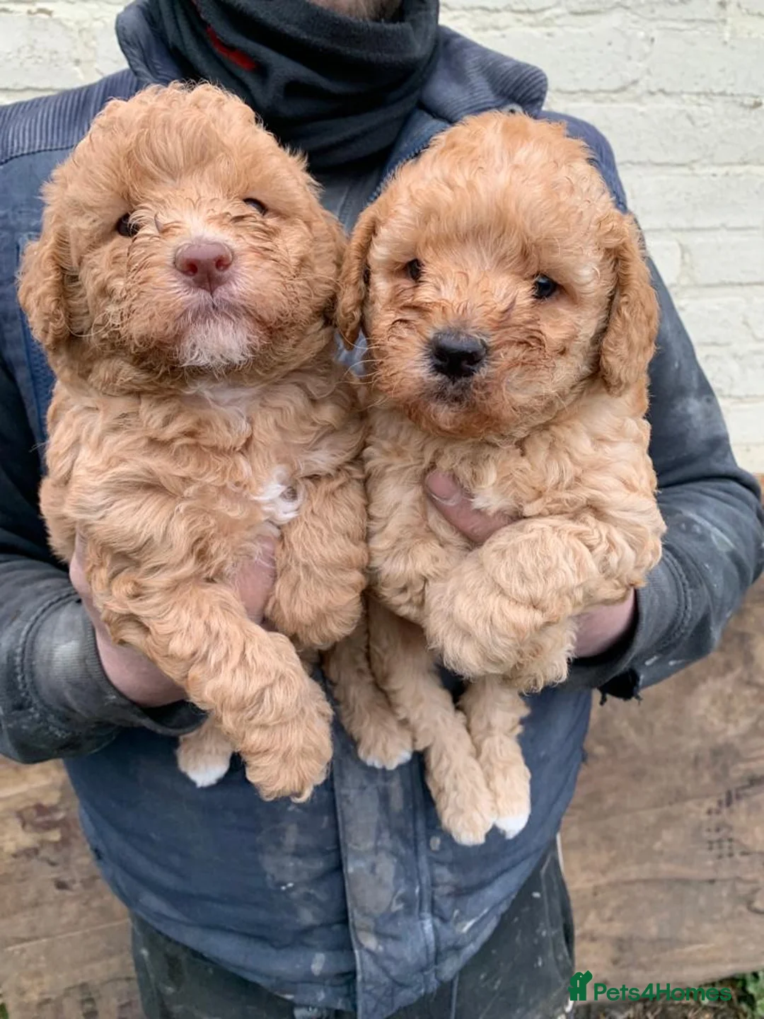 Toy Poodle dogs for stud: KC REGISTERED HEALTH TESTED TOY POODLE in Chester-le-Street - Advert 3