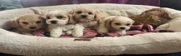 Cavachon dogs for sale: Cavachon puppies  - Advert 26